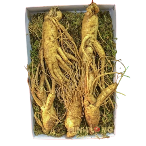 Nhân sâm củ tươi hàn quốc loại 5củ/1kg